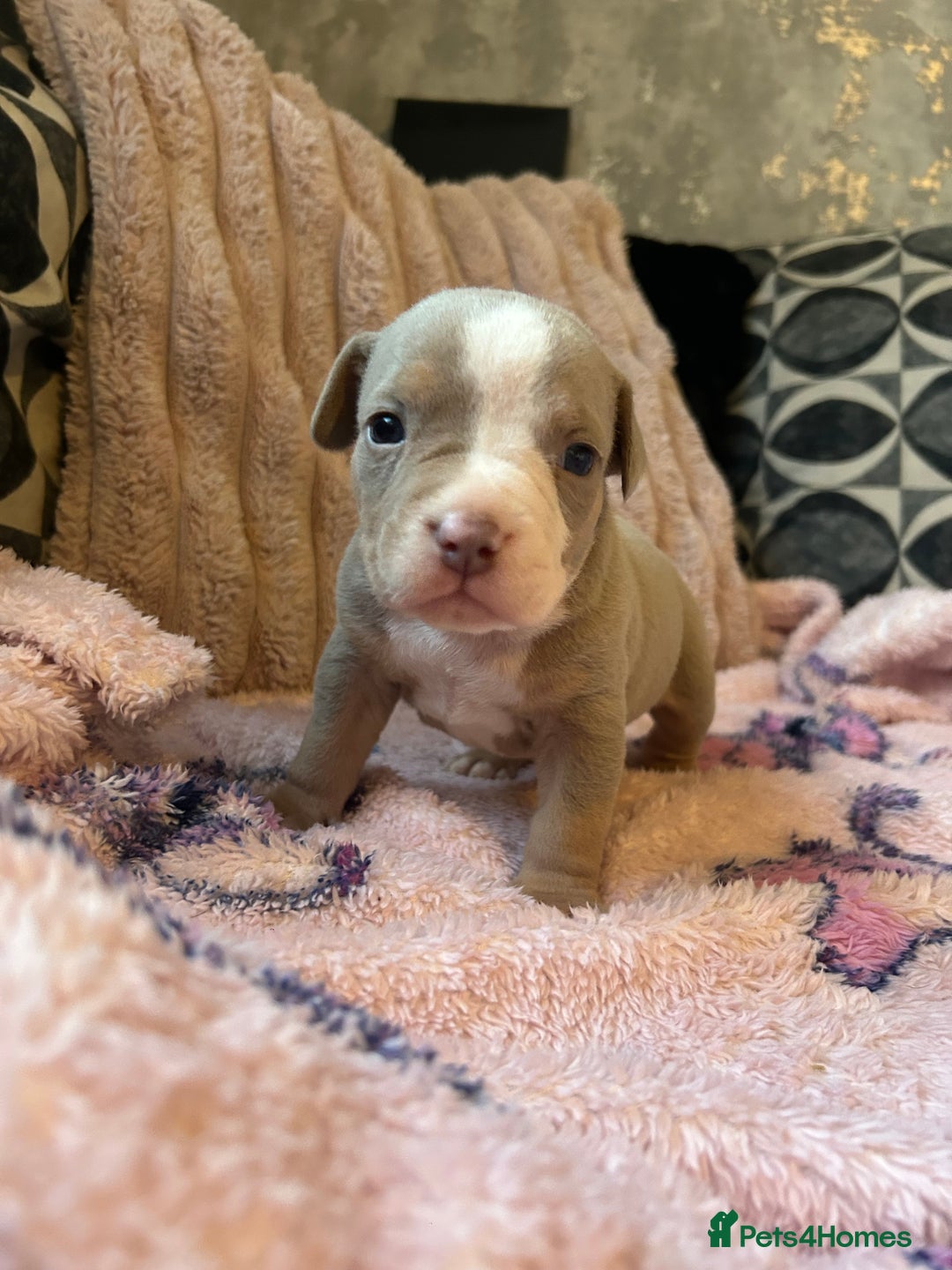 American Bully dogs for sale: American pocket bully’s  - Advert 6
