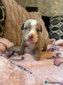 American Bully Puppy 3