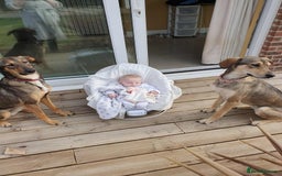 Mixed Breed dogs for adoption: DOTTY – 9 years old, Female, Mixed Breed - Image 6