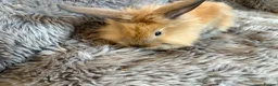 Lionhead rabbits for sale: 4 beautiful baby rabbits ready for there new homes - Advert 6