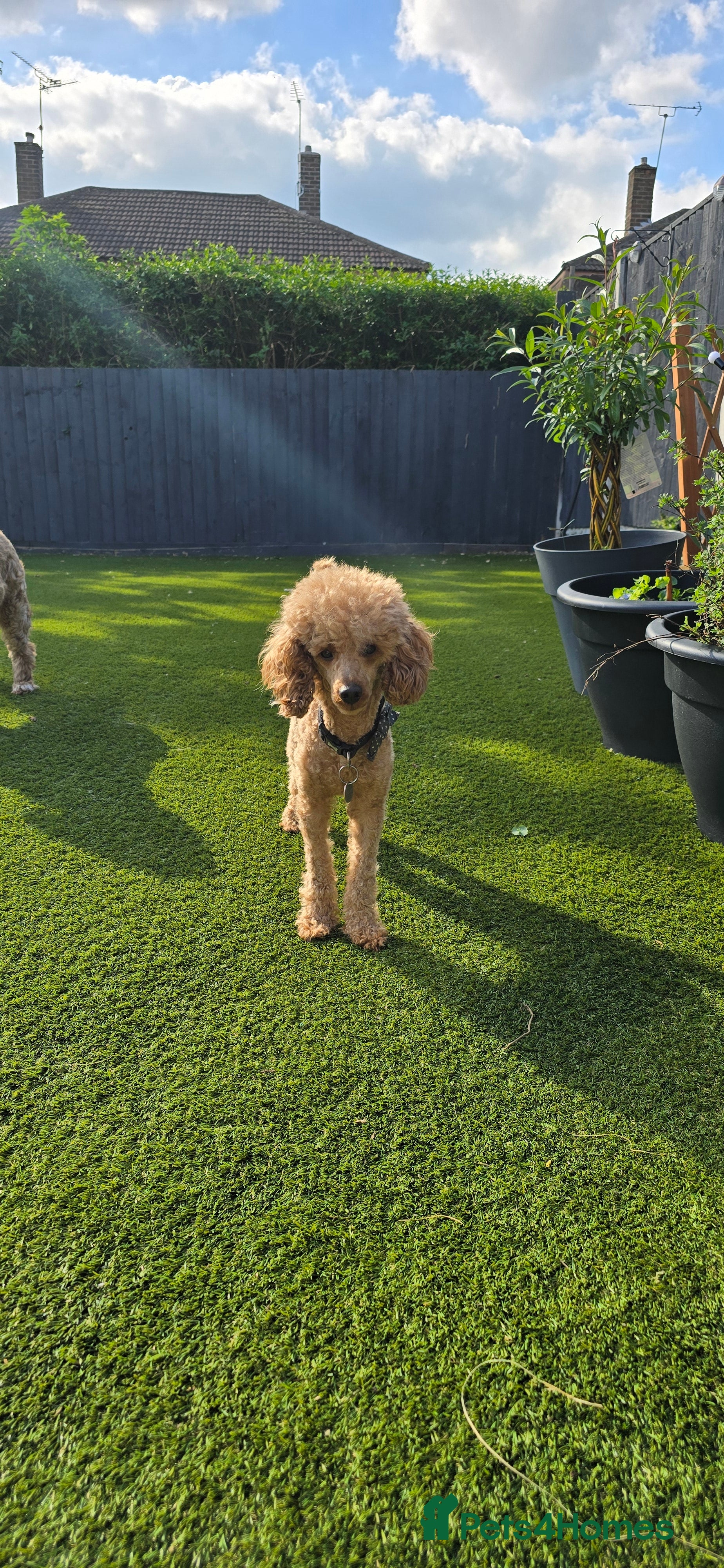 Toy Poodle dogs toy poodle short notice DNA tested clear PRA £150 - Advert 1