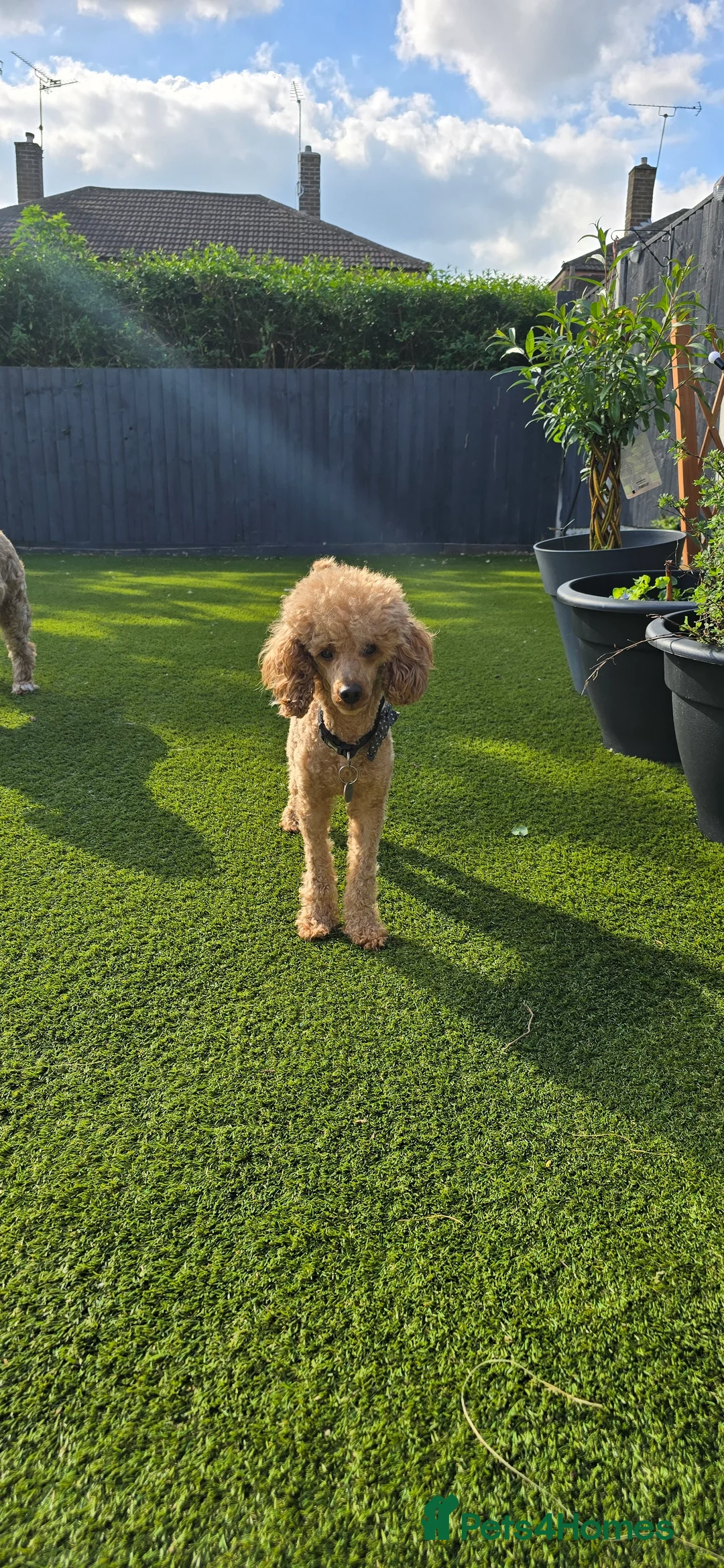 Toy Poodle dogs for stud: toy poodle short notice DNA clear PRA in Nottingham - Advert 10