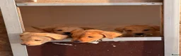 Labrador Retriever dogs for sale: SHAEDS OF YELLOW TO FOXRED - Advert 3