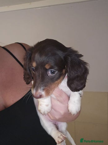 Dachshund dogs - Advert 1