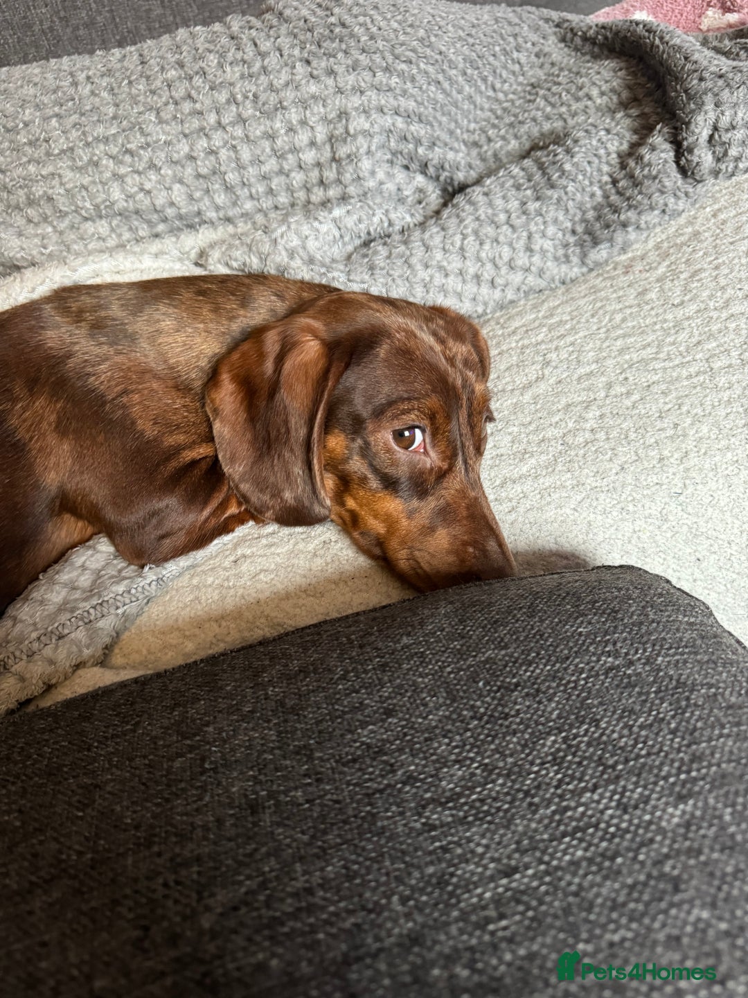 Miniature Dachshund dogs for sale: 2 miniature Dachshunds  - Advert 5