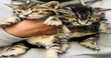 Mixed Breed cats Stunning Bengal x Ragdoll kittens ready to go now - Advert 7