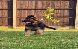German Shepherd dogs for sale: Outstanding KC longhaired german shepherd puppies - Image 1