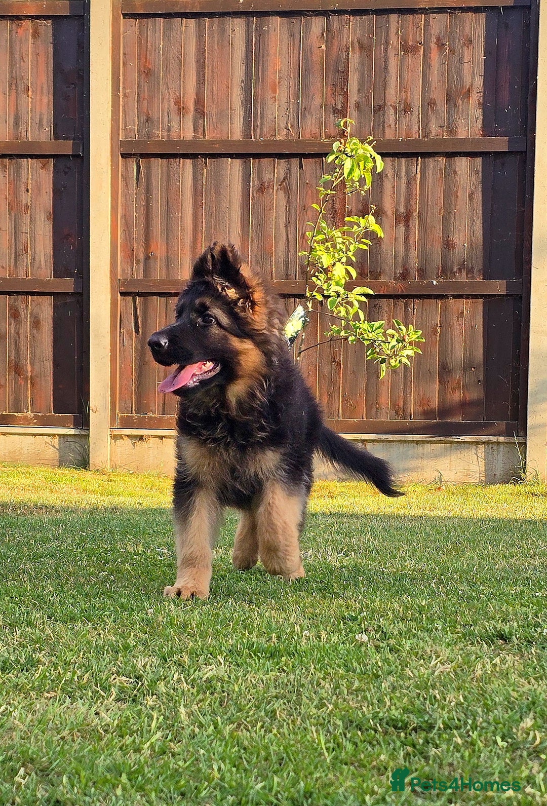 German Shepherd dogs for sale: Outstanding KC longhaired german shepherd puppies - Image 1