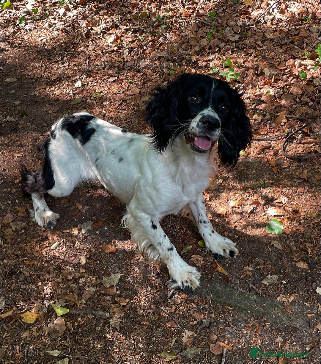 English Springer Spaniel dogs for sale: KC reg ESS Spanial bitch fully trained  - Image 2