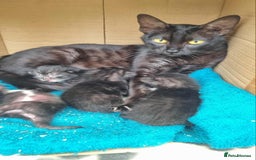 Savannah cats for sale: Beautiful 50% Savannah Kittens  - Advert 6
