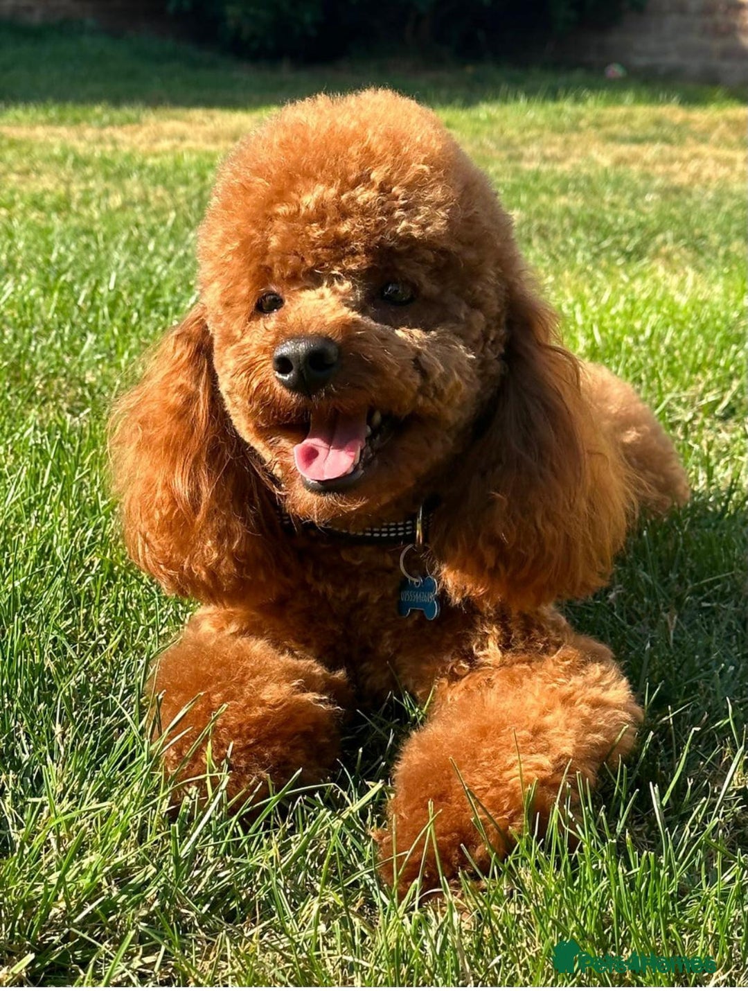 Cavapoo dogs for sale: Black Cavapoo F1 girl available 🐾👸 - Advert 13