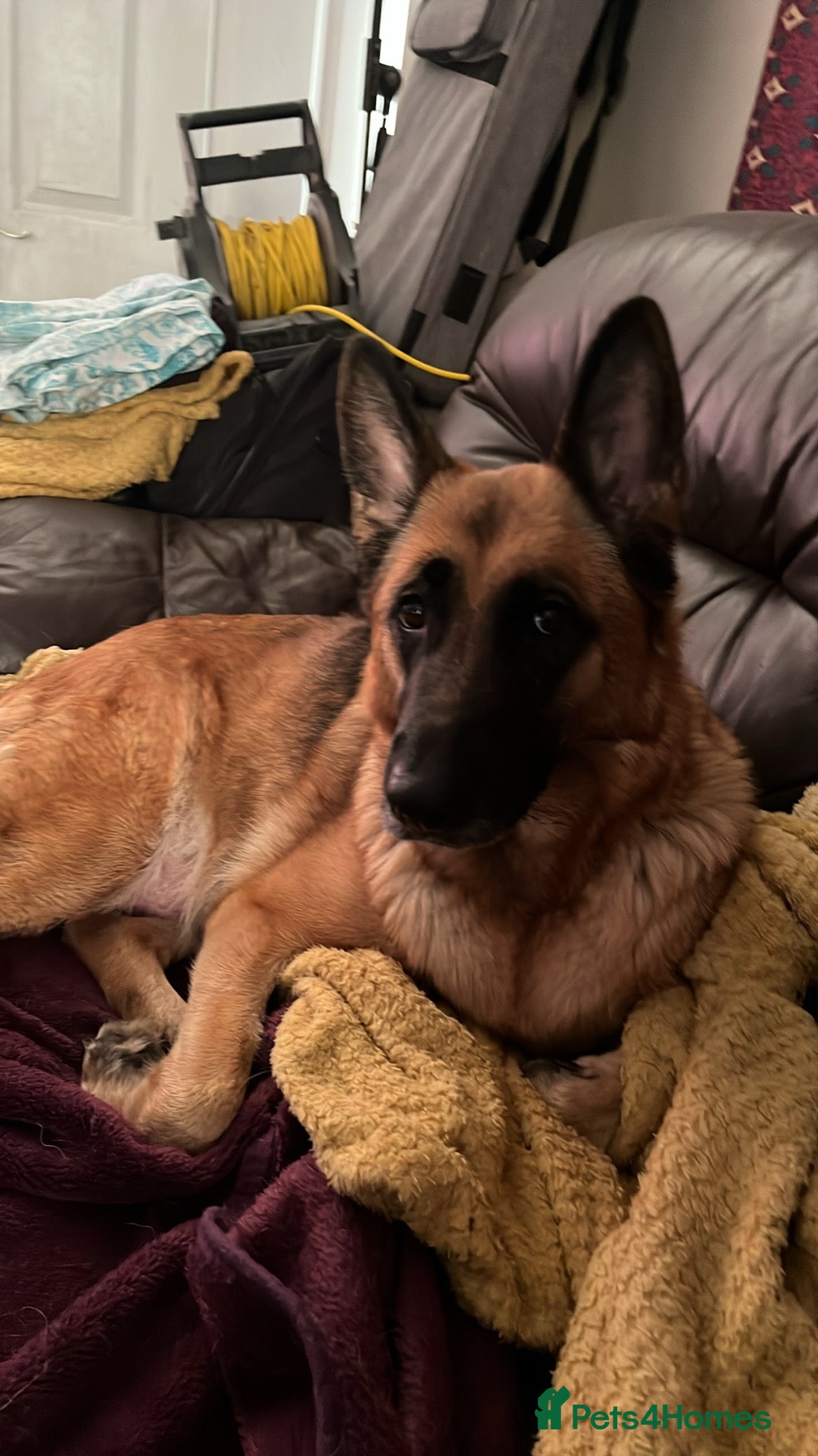 Mixed Breed dogs for sale: German shepherd pups - Advert 17