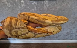Snake reptiles for sale:  very tame banana pastel ball python and enclosure - Image 8