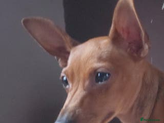 Miniature Pinscher dogs Miniature pinscher stag red boy - Advert 4