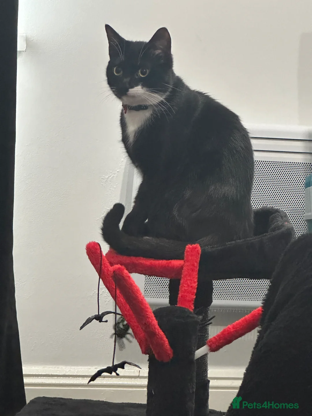 Mixed Breed cats for sale: Male cat for sale  - Advert 2