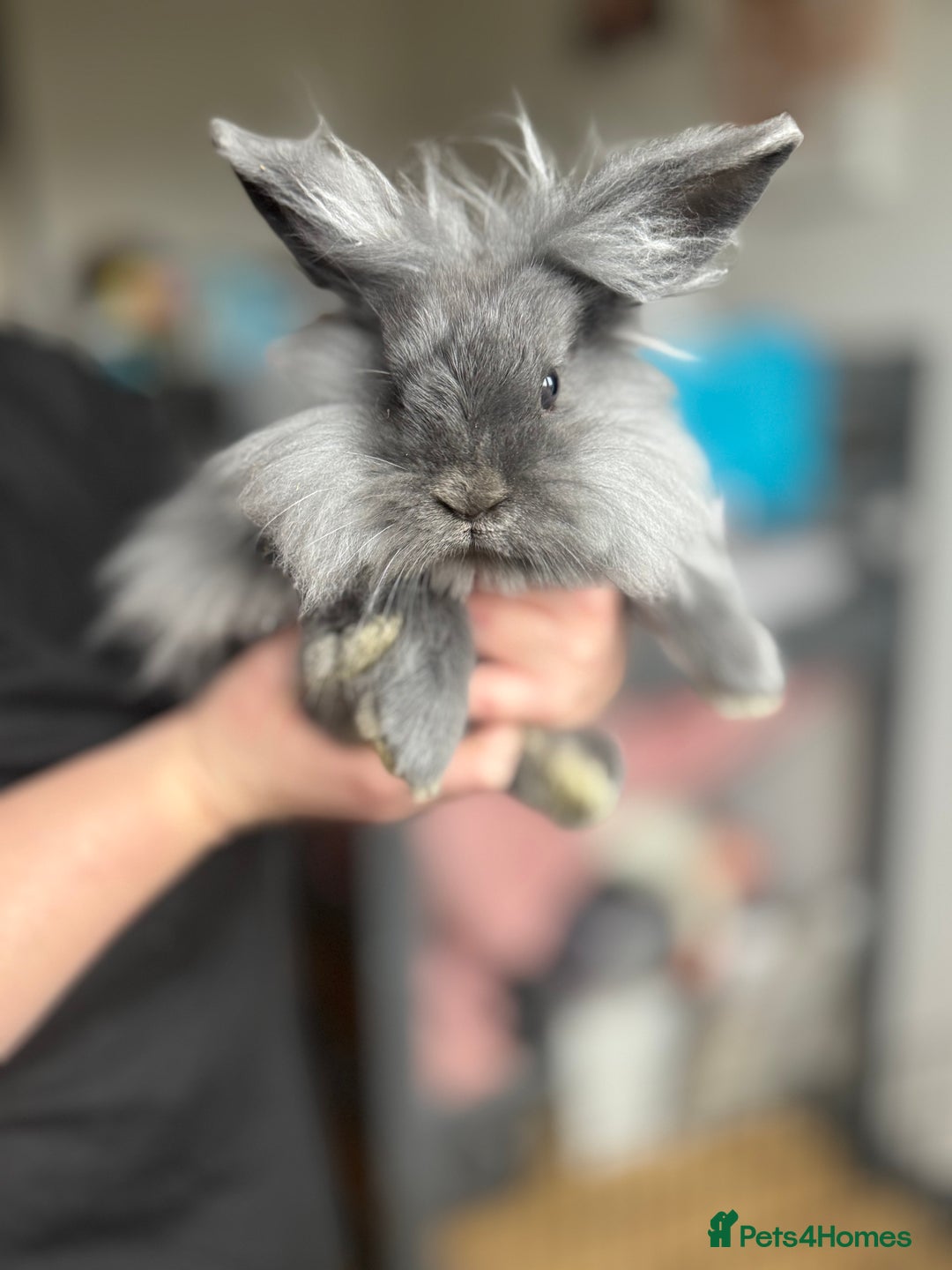 Lionhead rabbits for sale: 2 male bunnies and hutch  - Advert 2