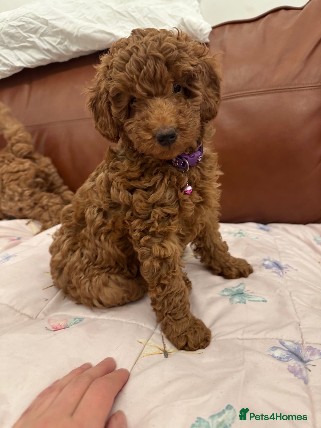 Miniature Poodle dogs for sale: Puppies-miniature poodle - Advert 4