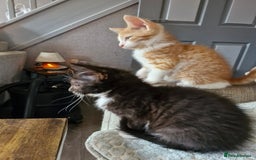 Domestic Shorthair cats for sale: Bundles off fun  - Image 15