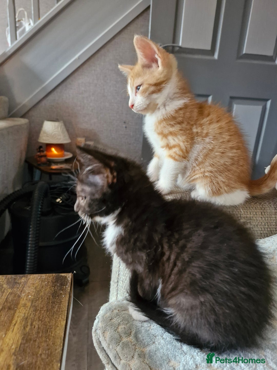 Domestic Shorthair cats for sale: Bundles off fun  - Image 15