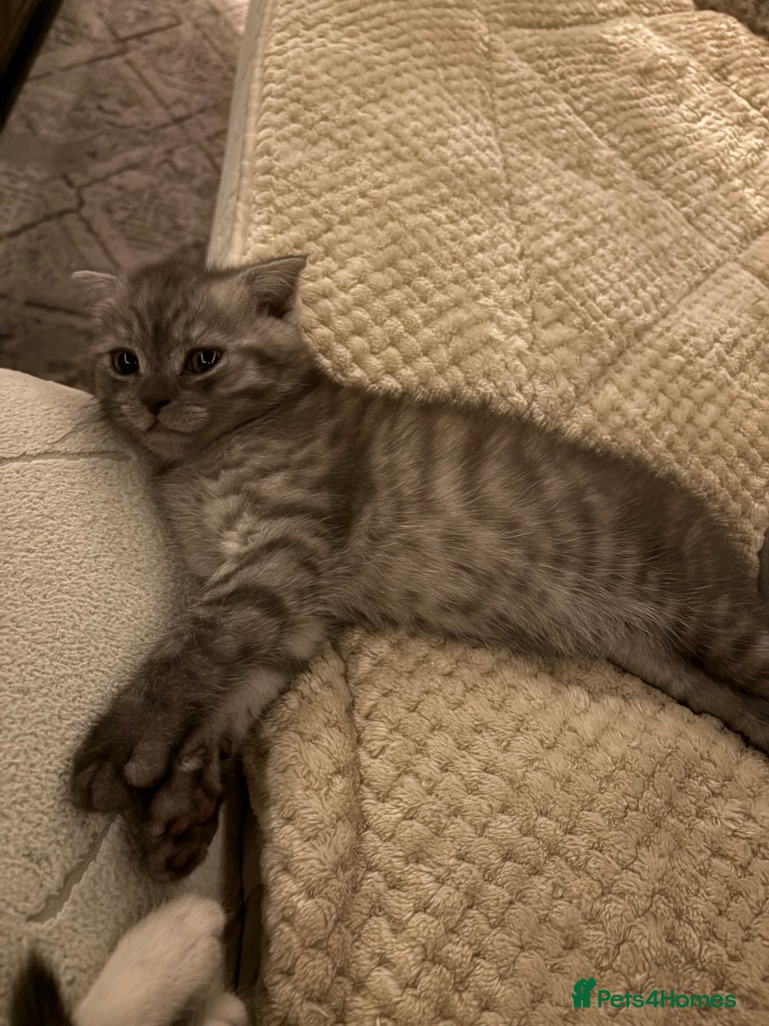 Scottish Fold cats for sale: Scottish fold kittens ready to find new homes - Image 22