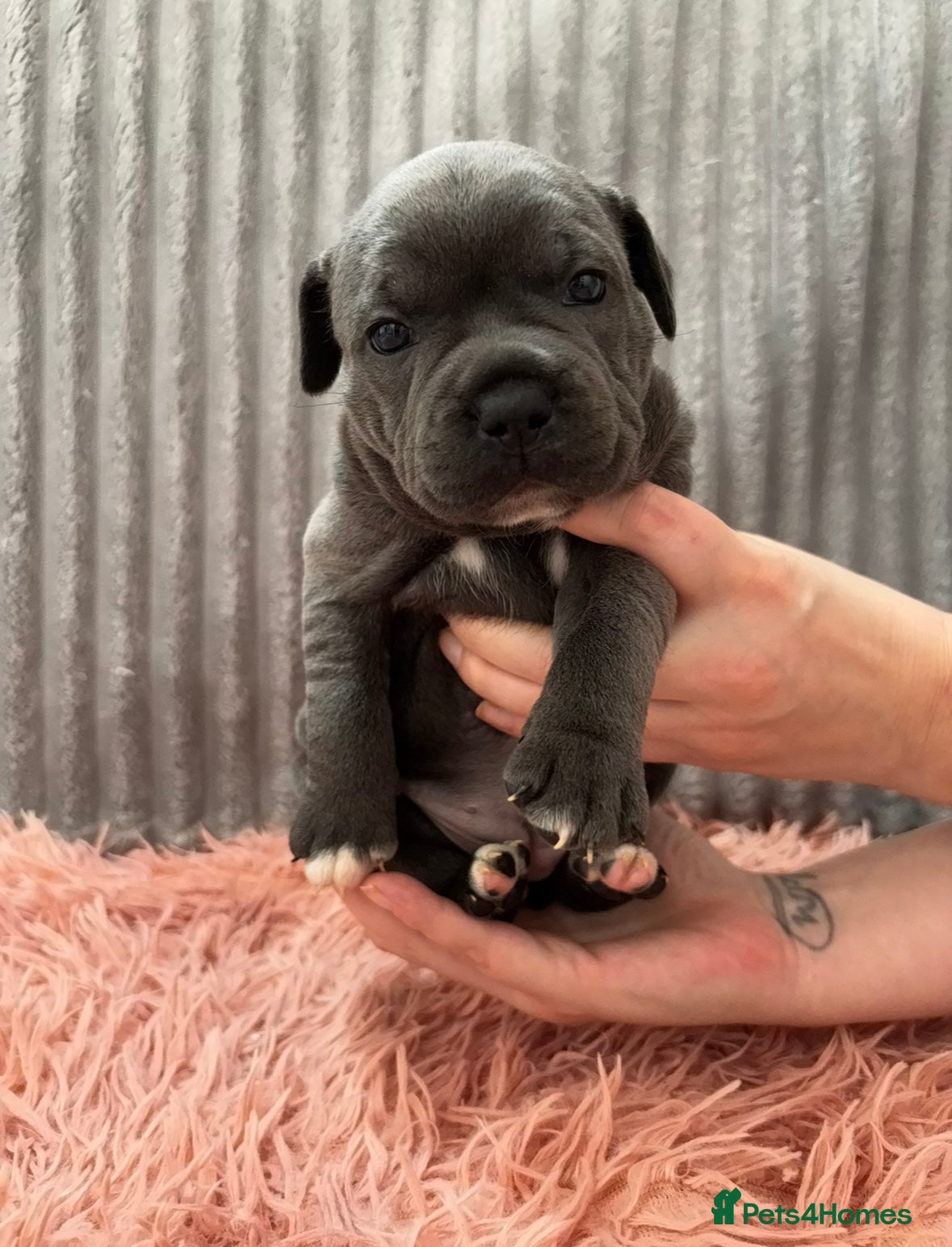 Staffordshire Bull Terrier dogs WORLD CLASS BLUE STAFFORDSHIRE BULL TERRIER PUPS - Advert 1
