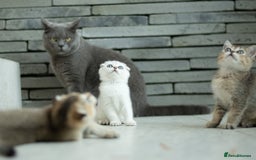 Scottish Fold cats for sale: Need home ASAP Full pedigreeTICA reg Scottish Fold in Barnet - Image 28