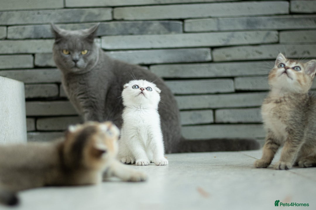 Scottish Fold cats for sale: Need home ASAP Full pedigreeTICA reg Scottish Fold in Barnet - Image 28