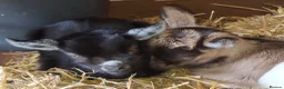 Goats livestock for sale: Gorgeous Pure Bred Pygmy Goat Female Twin Kids in Salisbury - Advert 7