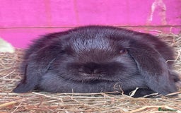 Mini Lop rabbits for sale: Mini lop boys - Image 1