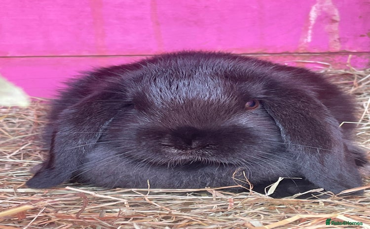Mini Lop rabbits - Advert 11