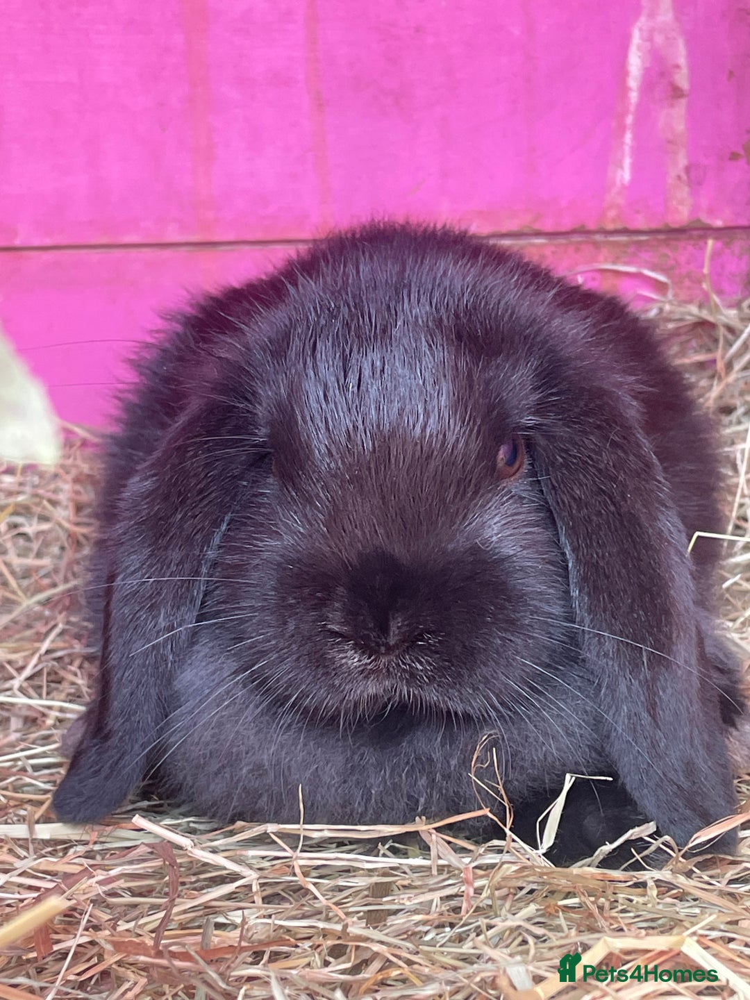 Mini Lop rabbits for sale: Mini lop boys - Image 1