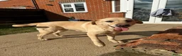 Labrador Retriever dogs for sale: Loving Labrador looking for a new home - Advert 4