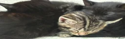 British Shorthair cats for sale: Beautiful Mixed kittens price in description  in Wallingford - Advert 2