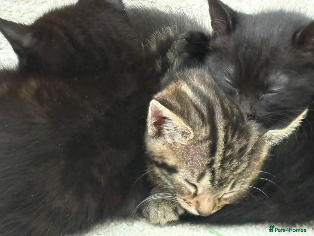 British Shorthair cats for sale: Beautiful Mixed kittens price in description  in Wallingford - Advert 2