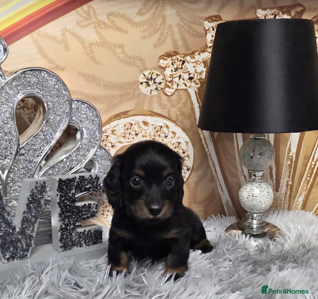Miniature Dachshund dogs for sale: Adorable KC long coat boys available  - Advert 13