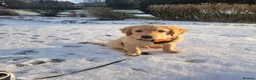 Golden Retriever dogs for sale: Beautiful girl due puppies - Advert 23