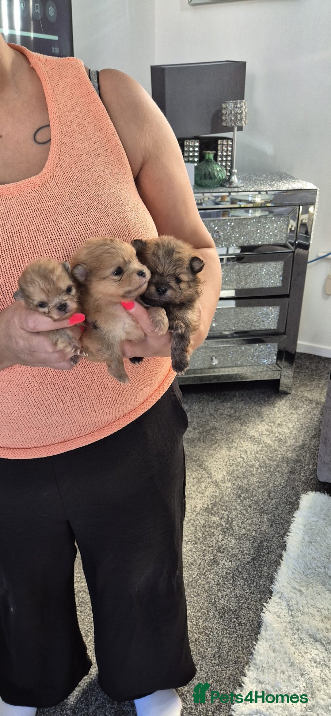 Pomeranian dogs for sale: Pomeranian teddy face xs size  - Image 8
