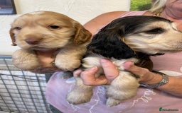 Cocker Spaniel dogs for sale: SHOW TYPE COCKER SPANIEL PUPS - Image 5