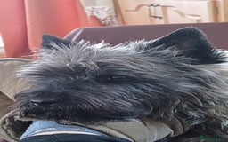 Cairn Terrier dogs for stud: Champion bloodline, KC registered Cairn for stud. in Hope Valley - Image 20