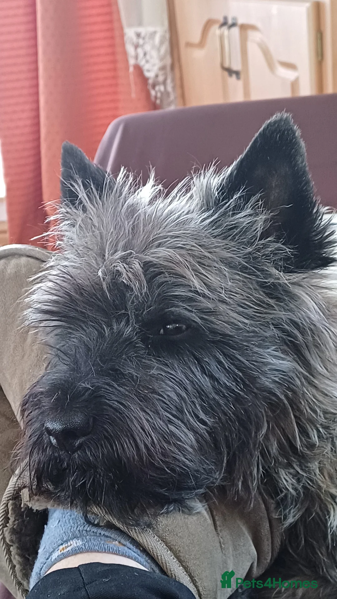 Cairn Terrier dogs for stud: Champion bloodline, KC registered Cairn. in Hope Valley - Advert 16