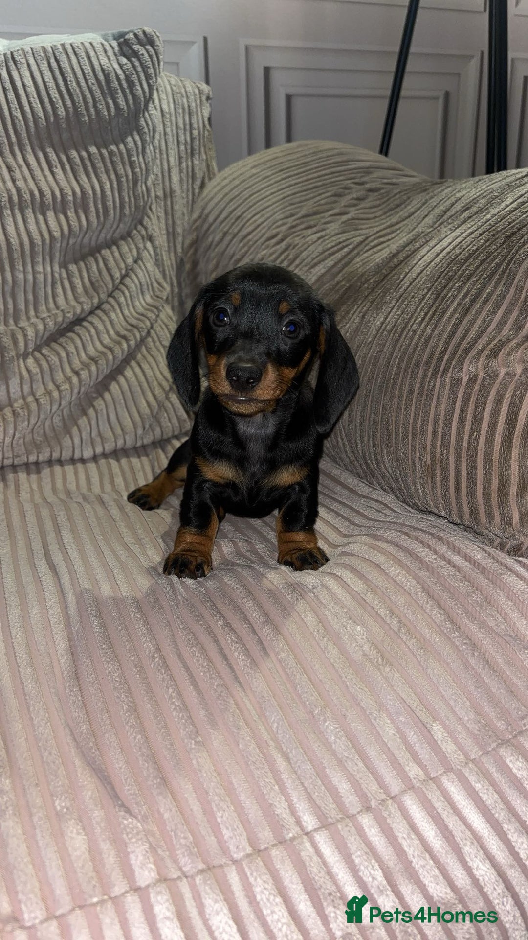 Miniature Dachshund dogs for sale: Black and Tan female miniature dachshund  - Advert 5