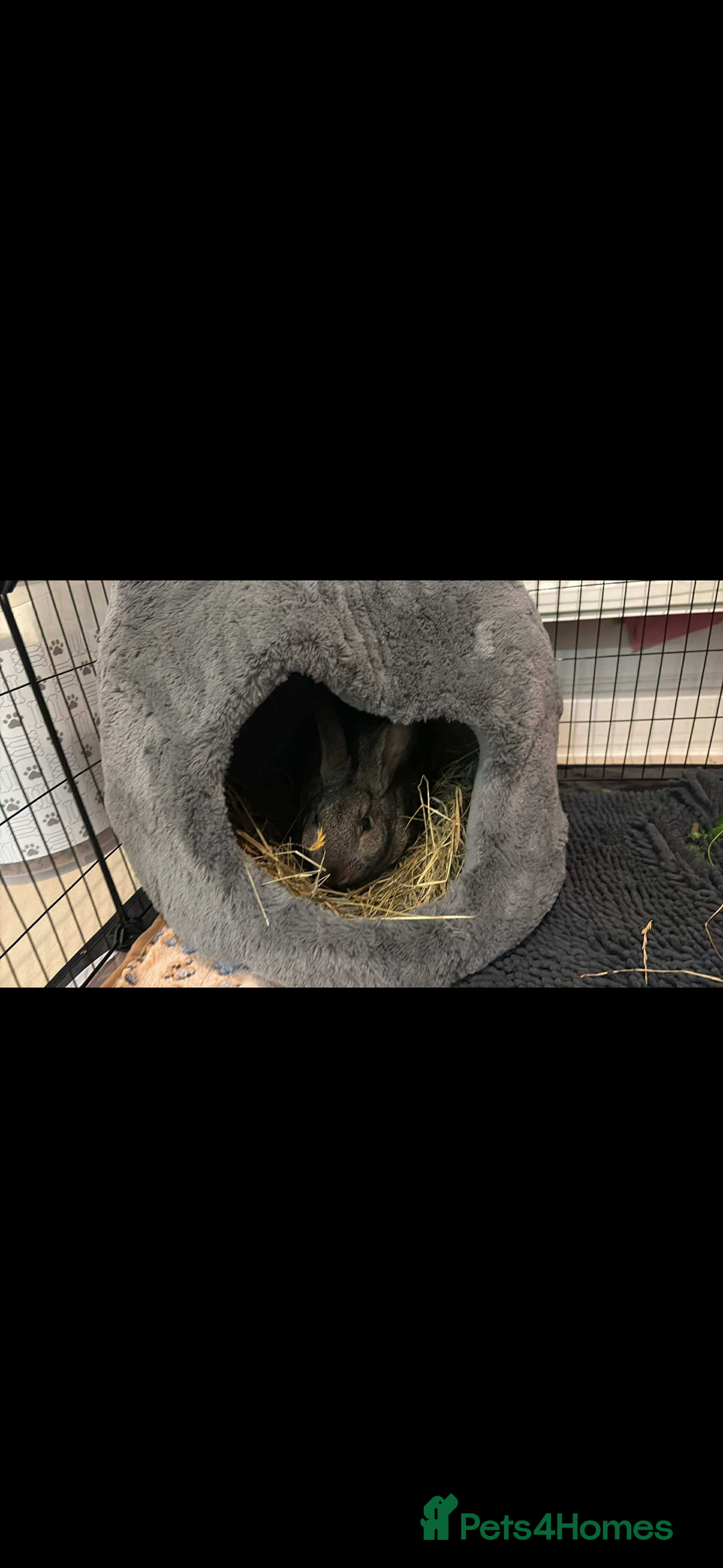 Mixed Breed rabbits for sale: Willow - rabbit  - Advert 3