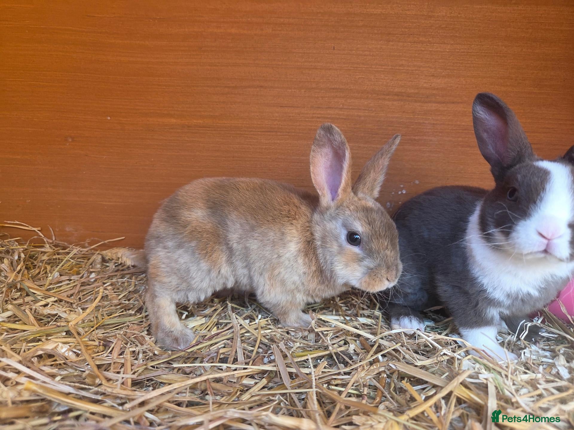 Rex rabbits Vienna Marked Mini Rex babies - Advert 6