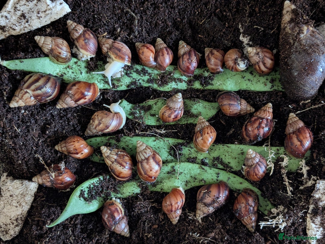 Snails invertebrates for sale: 3.5 month old GALS  - Image 2