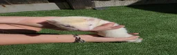 Ferret rodents for sale: Beautiful silver female  - Advert 3