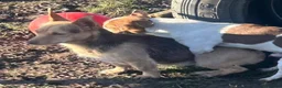 Jack Russell dogs for sale: Small Jack Russell pups  - Advert 4