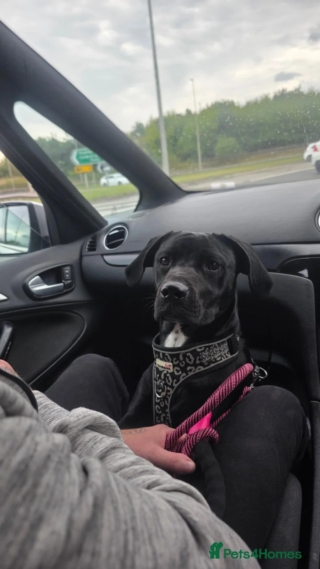 Mixed Breed dogs for sale: Fendi ♡ in Bromsgrove - Advert 2