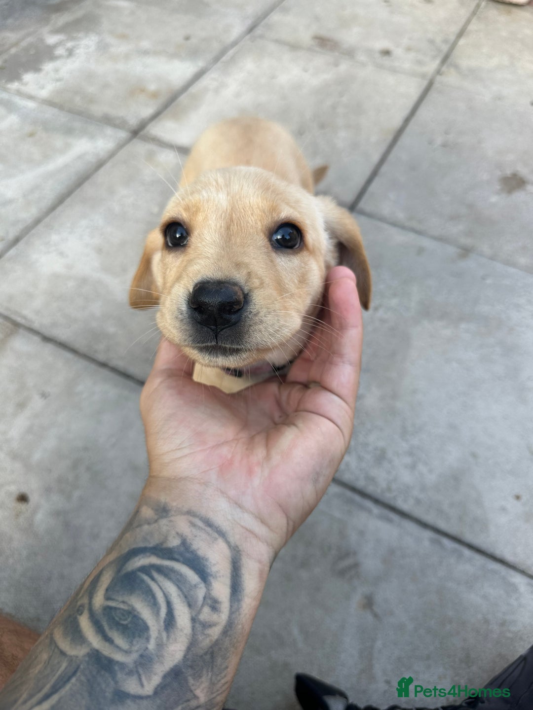 Labrador Retriever dogs for sale: One Beautiful KC Reg Lab Puppy Left- Ready Now - Image 9