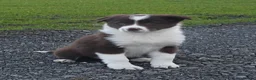 Border Collie dogs for sale: Red and White bitch in Houghton le Spring - Advert 1
