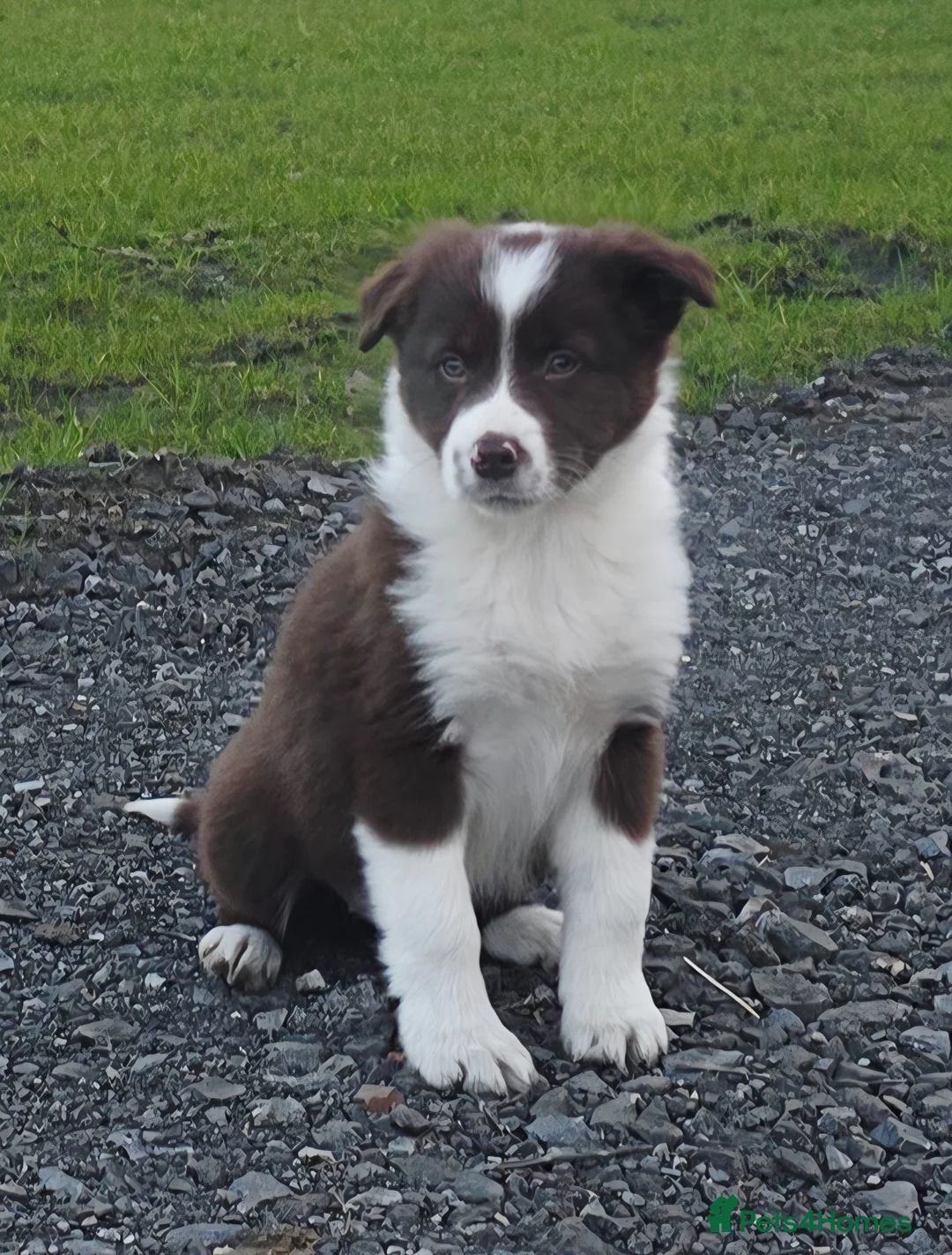 Border Collie dogs for sale: Red and White bitch in Houghton le Spring - Advert 1